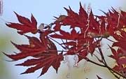 Japanische Kalligraphie Hintergrundbilder Der Herbst