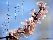 Shodo wallpaper Spring