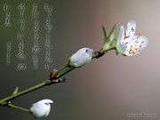 Les fonds d'écran la calligraphie Japonaise le printemps