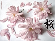 Desktop-Motive Sakura. Kanji Sakura