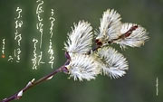 Caligrafía japonesa. Papel tapiz la primavera