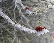 Sfondi di calligrafia giapponese Inverno