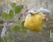 Les fonds d'écran Shodo Hiver