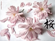 Kanji Sakura